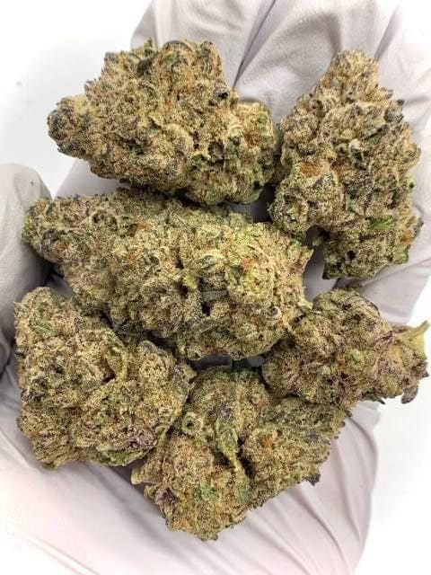 Bulk packaging of Lemon Cherry Gelato THCa Flower, ready for wholesale buyers.
