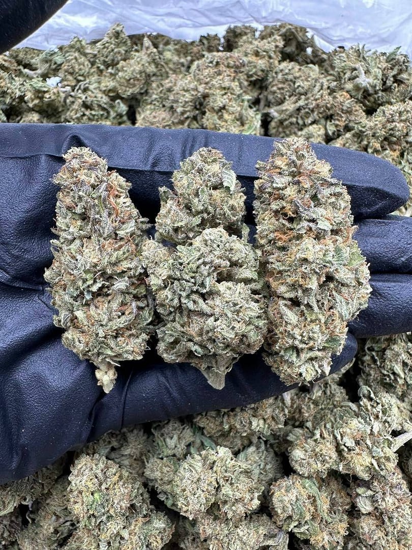 Blueberry Kush