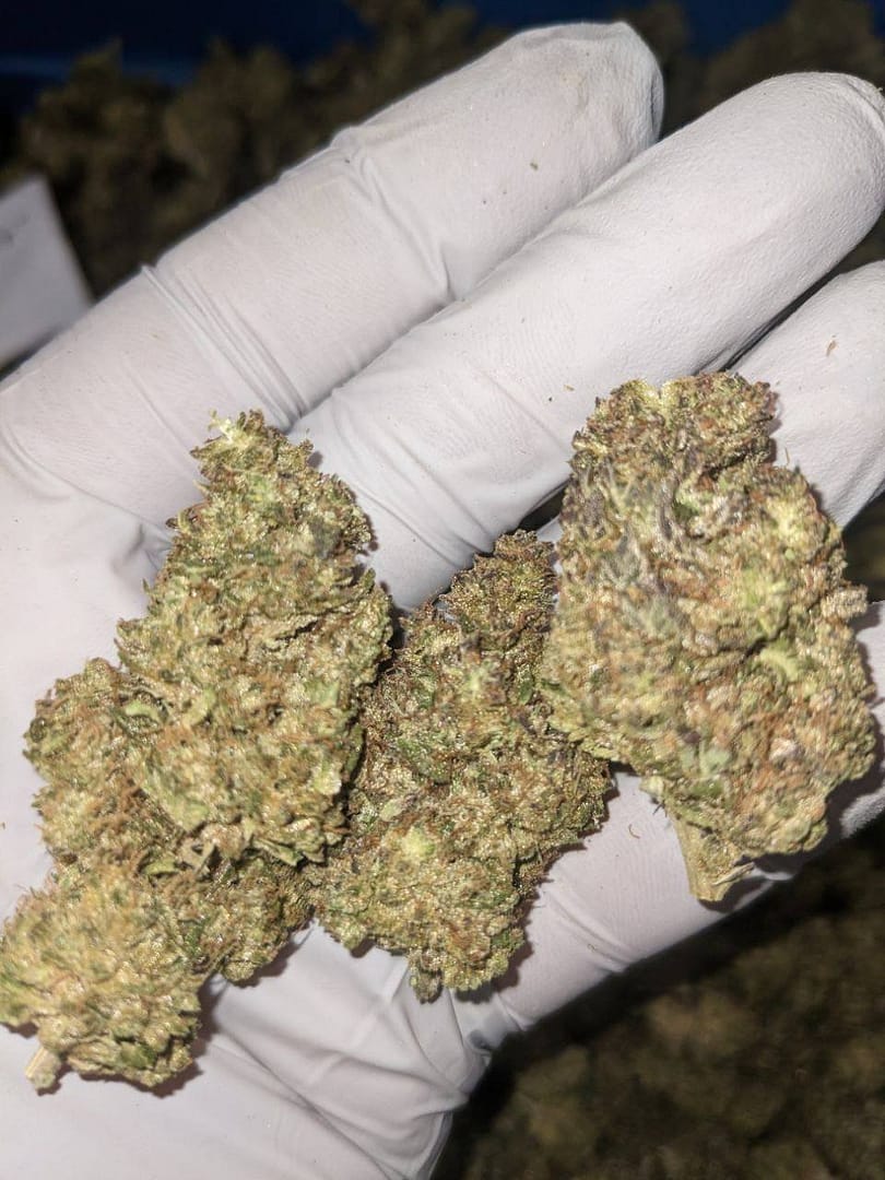 GMO CBD
