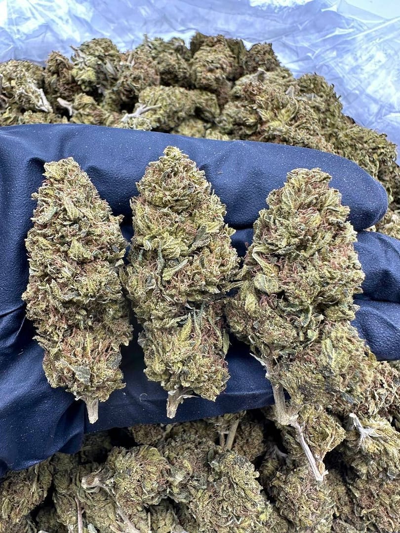 OG Kush