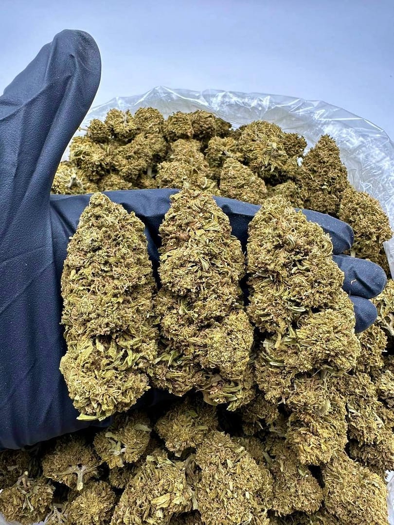 Orange Citrus