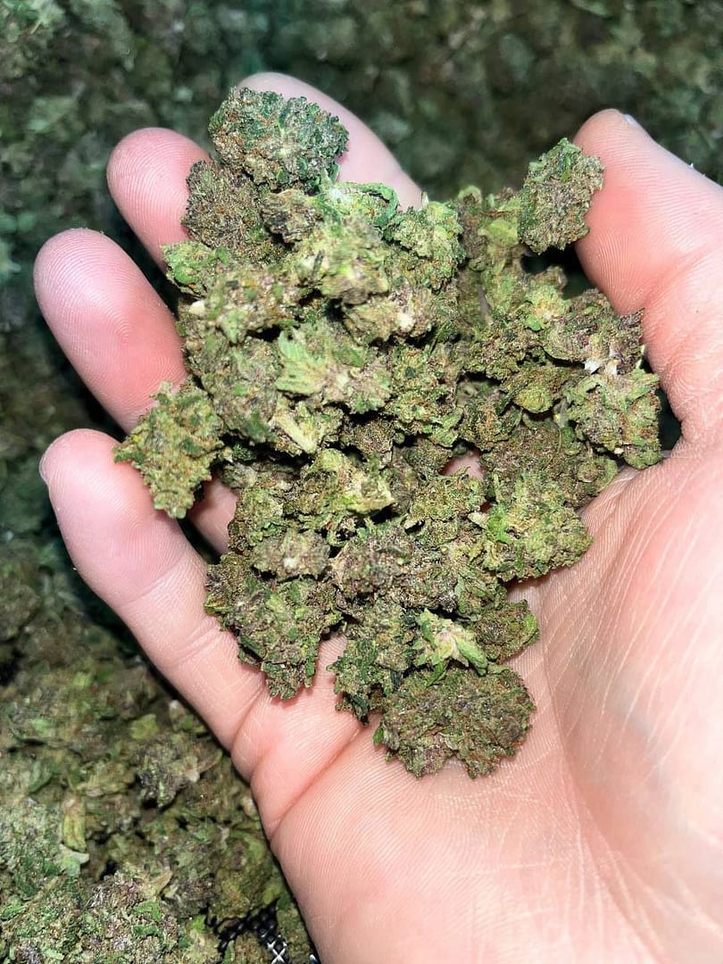 "Pink Pineapple Smalls CBD: Tropical Bliss in Every Bud"