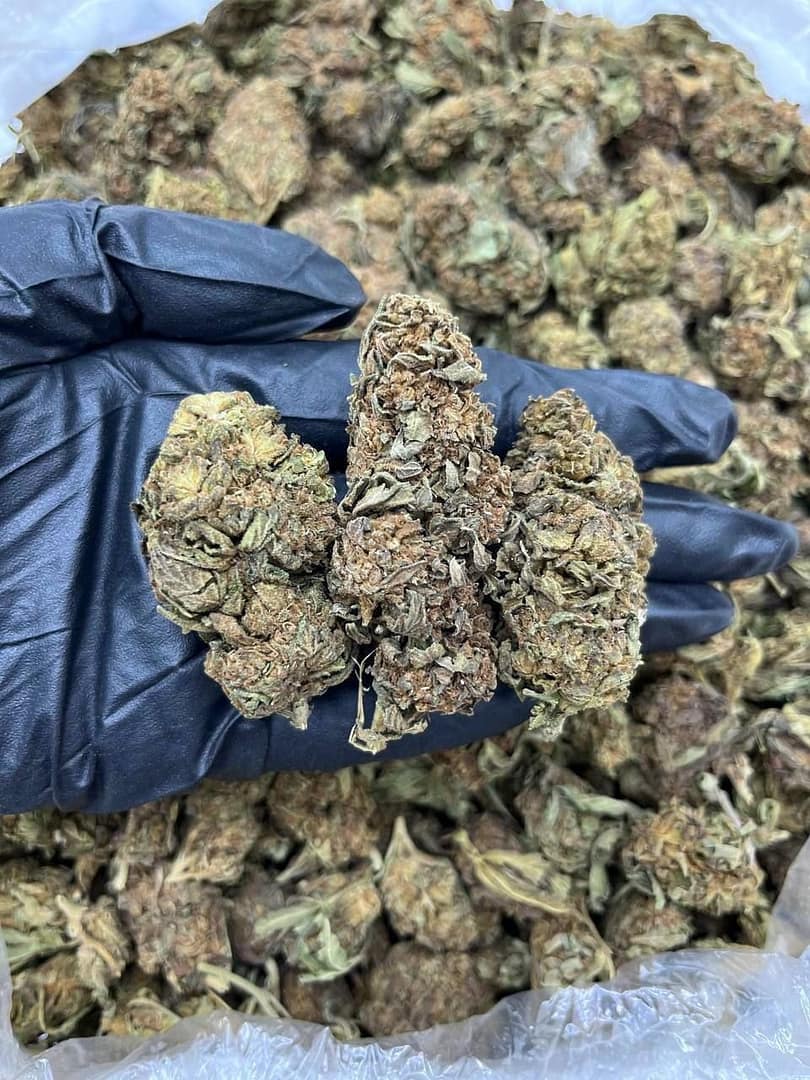 Experience Bliss with Blood Orange CBD Strain - Premium Hybrid Flowers