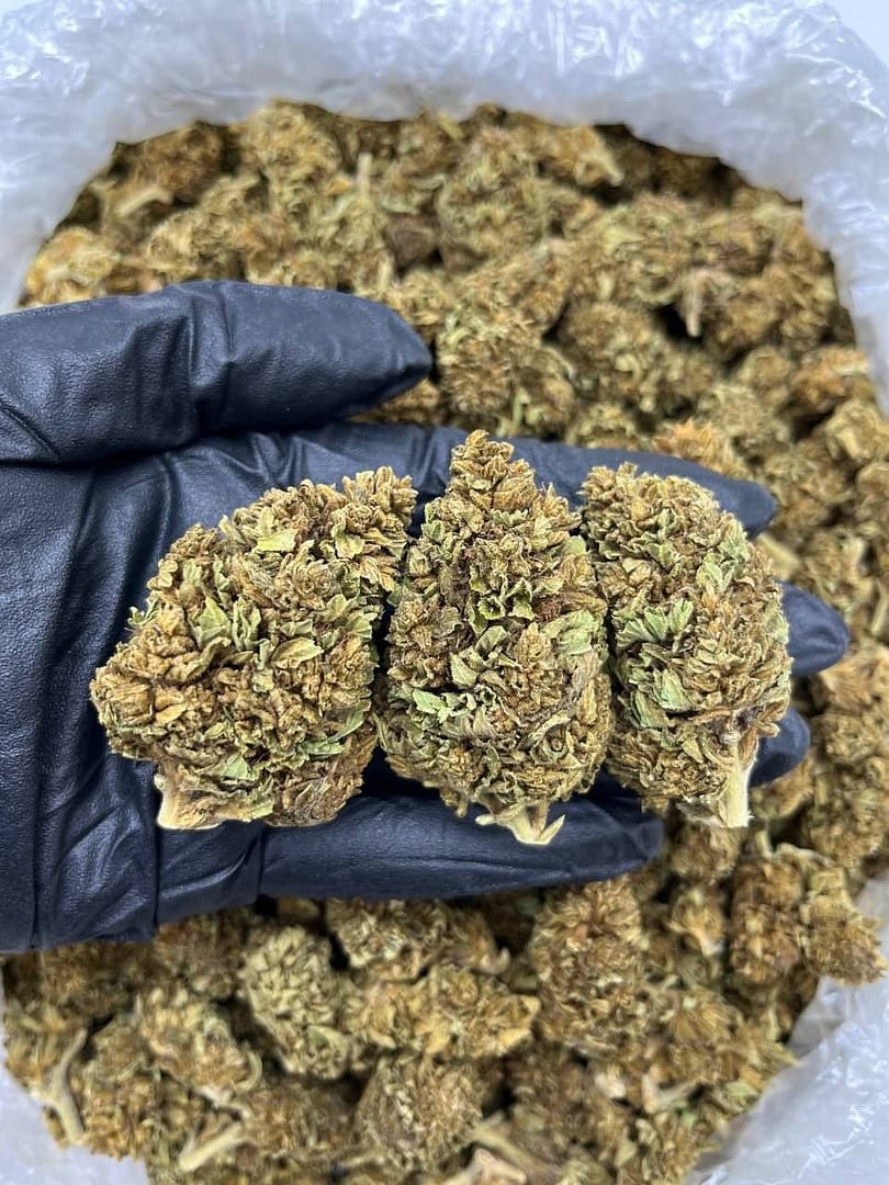 Discover Tranquility with Dirty Widow CBD Strain Flowers | Premium Indica Hybrid