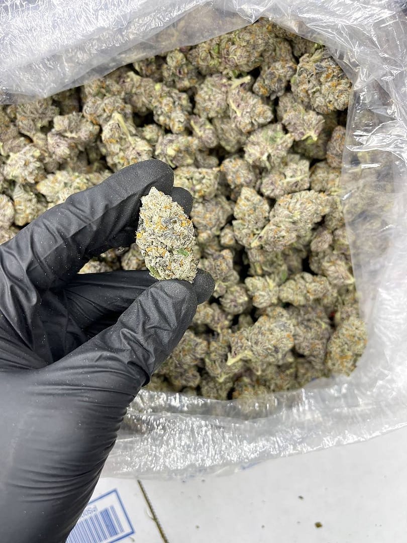 Buy Galaxy Indoor CBD Strain