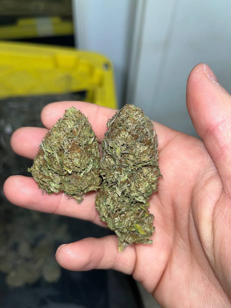 "Gas Face CBD Strain: Elevate Your CBD Experience with Distinctive Flavors"