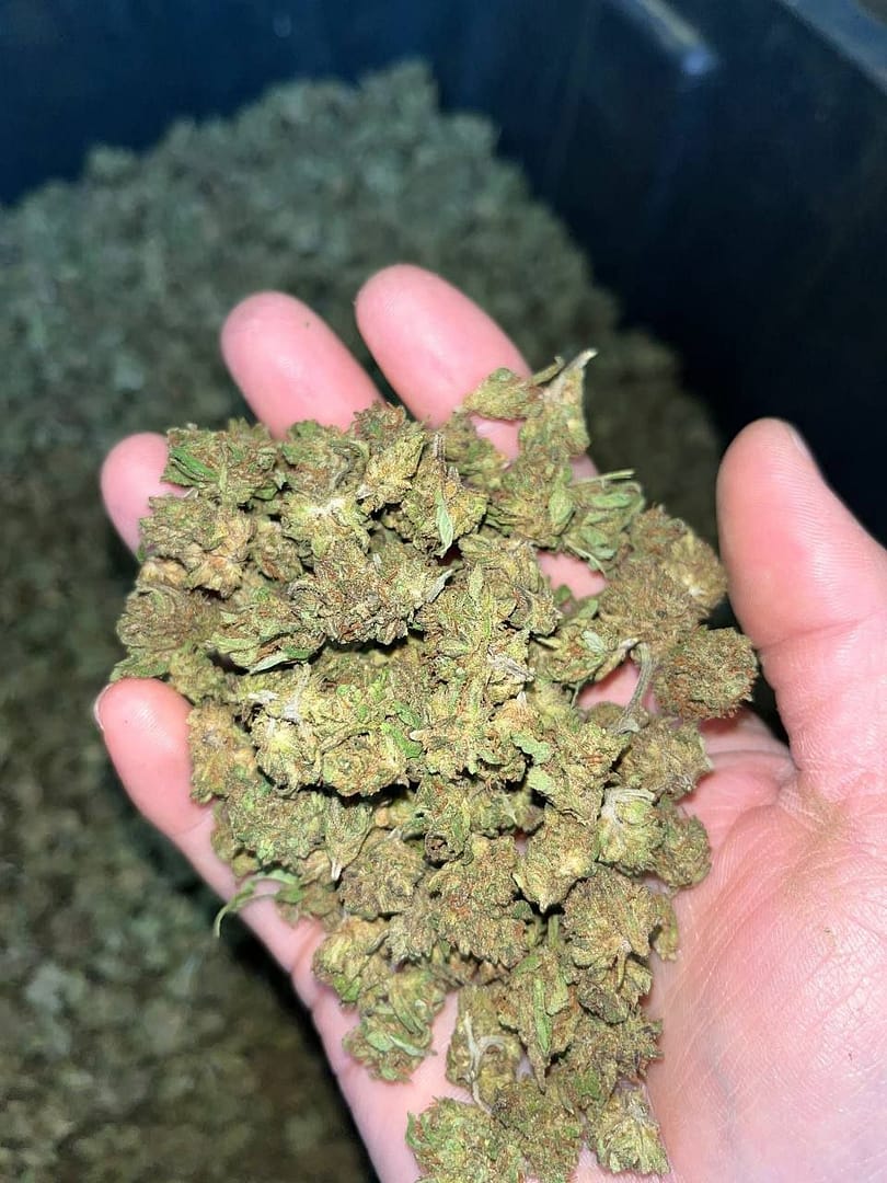 "Lemon Haze Smalls CBD: Citrus-Infused Sativa Delight"