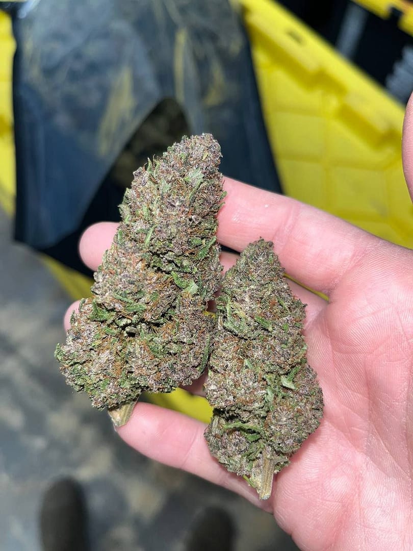 "Pink Pineapple CBD: Tropical Bliss in Every Bud"