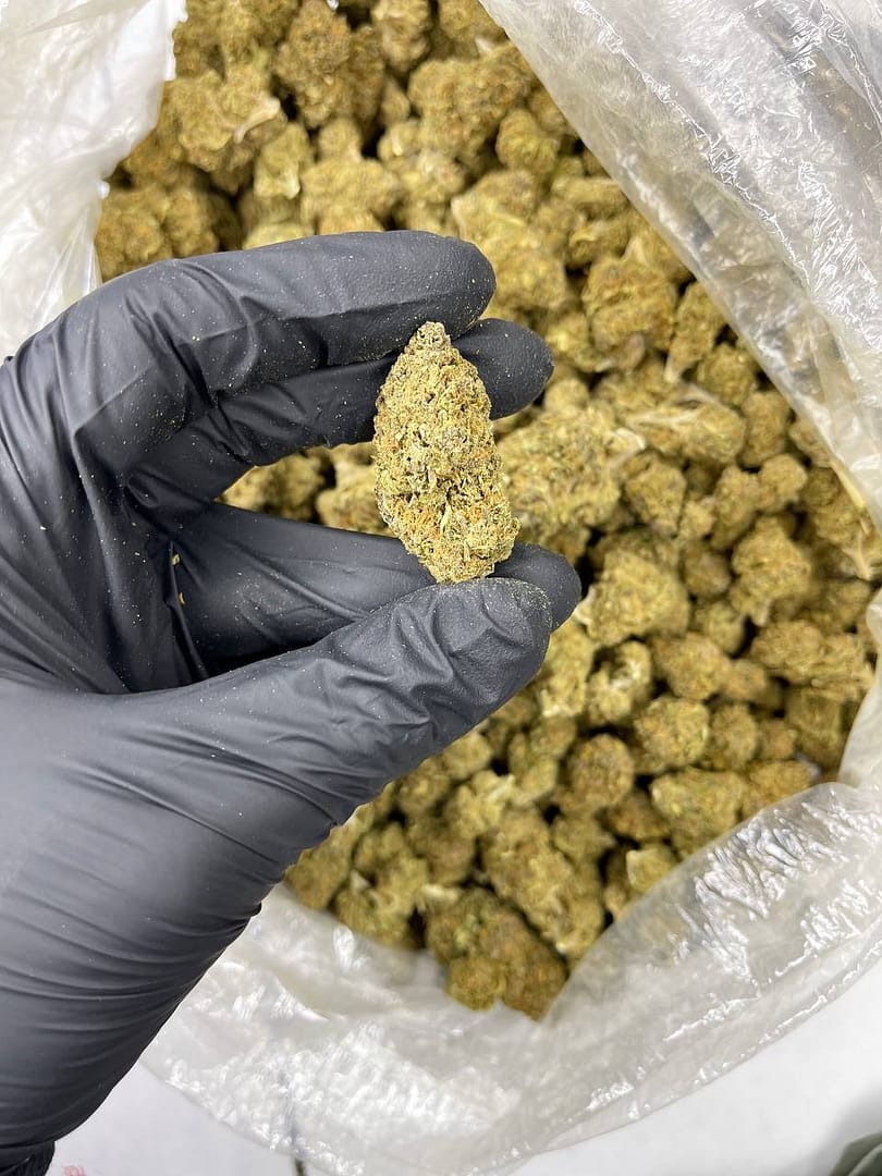 Purple Queen CBD Strain - Image 2