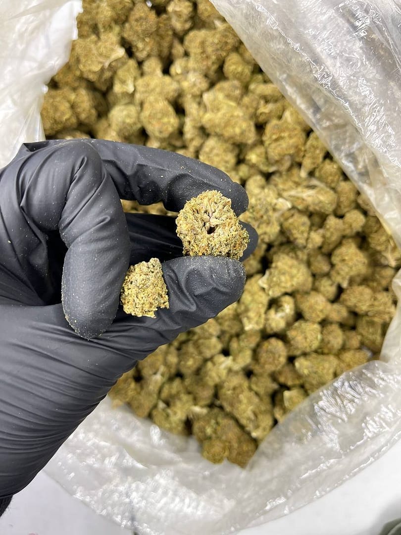 Purple Queen CBD Strain