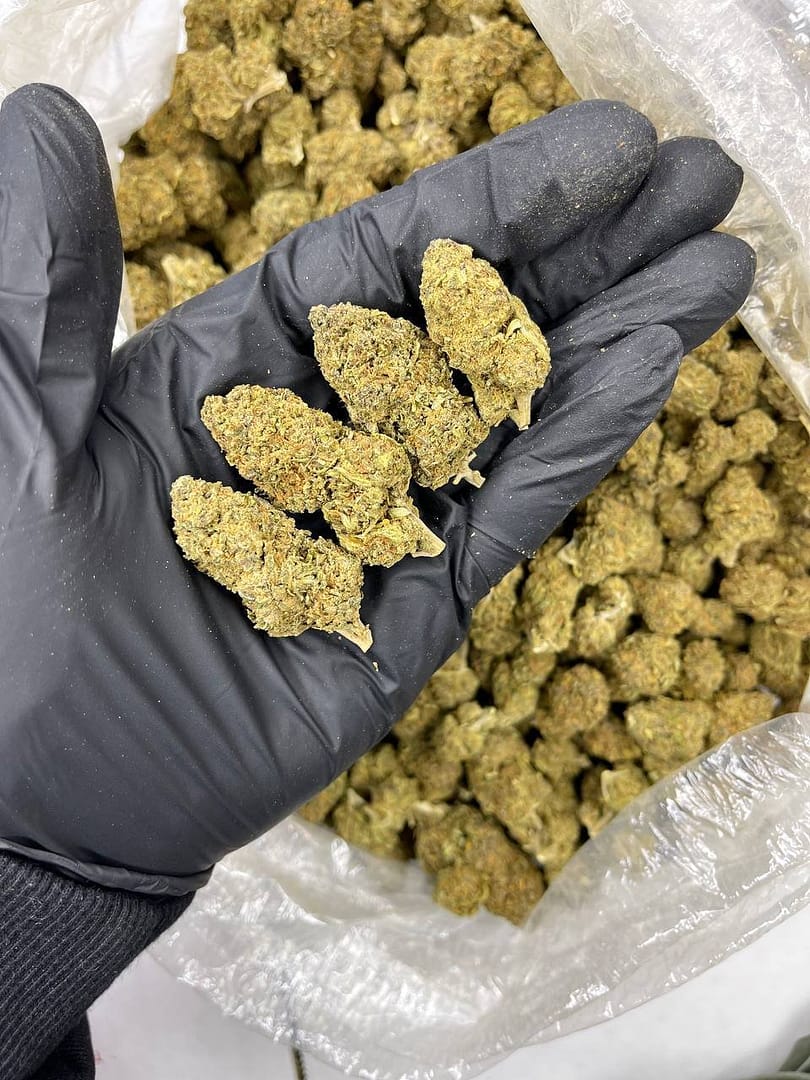 Purple Queen CBD Strain