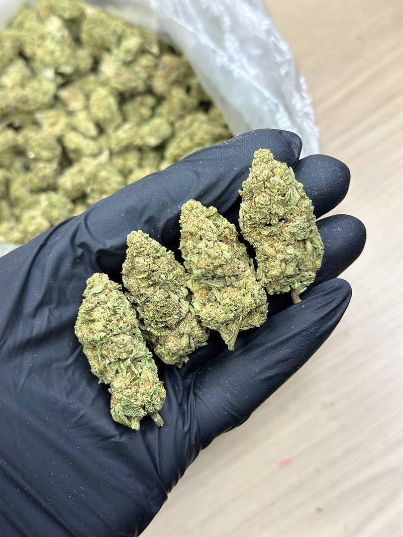 Rainbow Belts Indoor