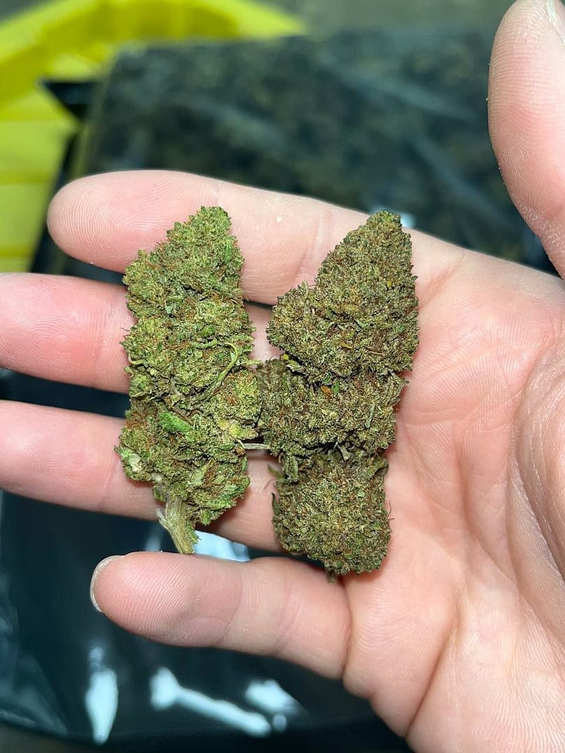 "Tsunami OG CBD: Unleash Tranquility with Premium Buds"