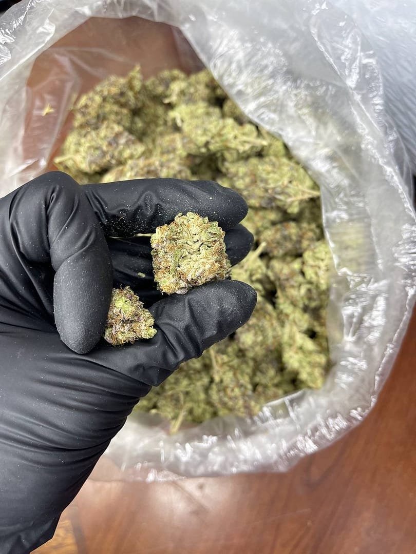 Wap Indoor cbd strain