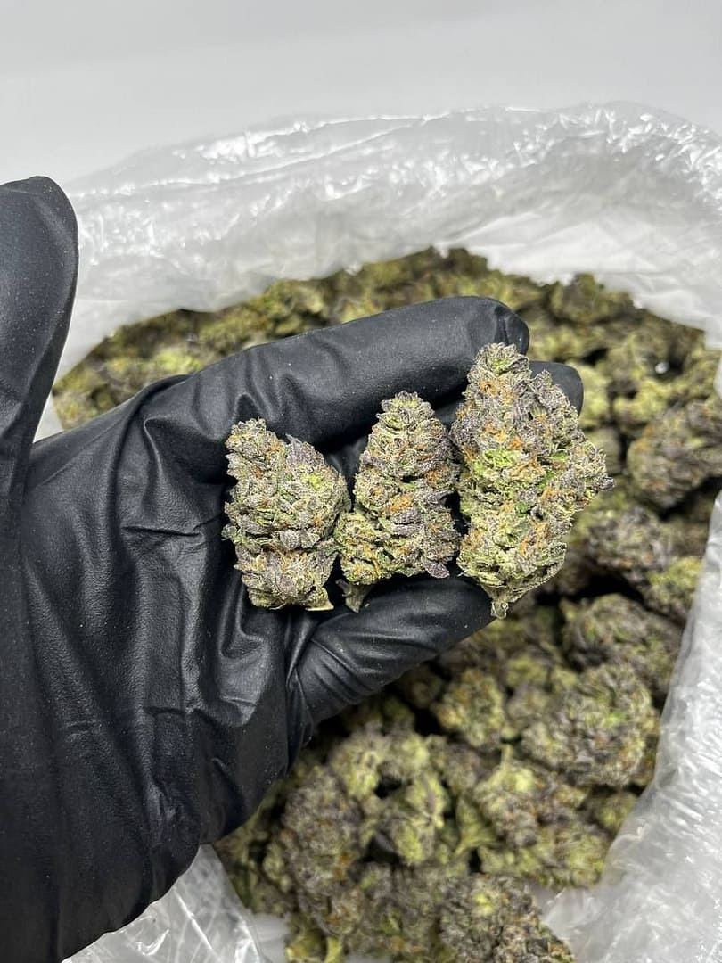 Grape Stomper CBD Strain