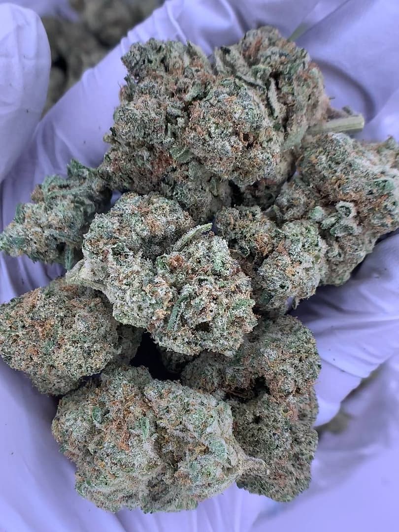 Bulk packaging of Purple Gumbo THCa Flower for wholesale buyers, showing frosty trichomes.