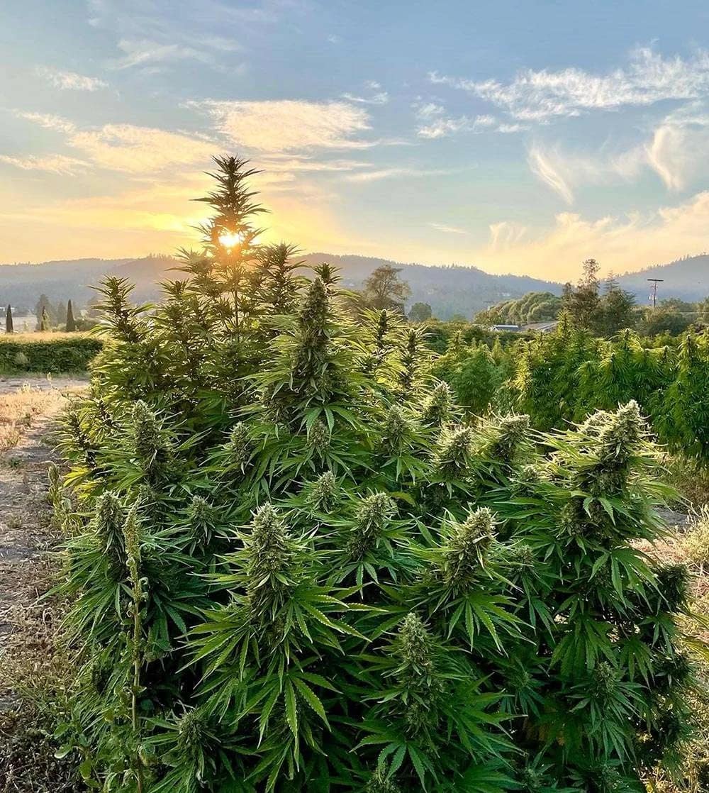 Bulk THCa Flower Hemp Plant